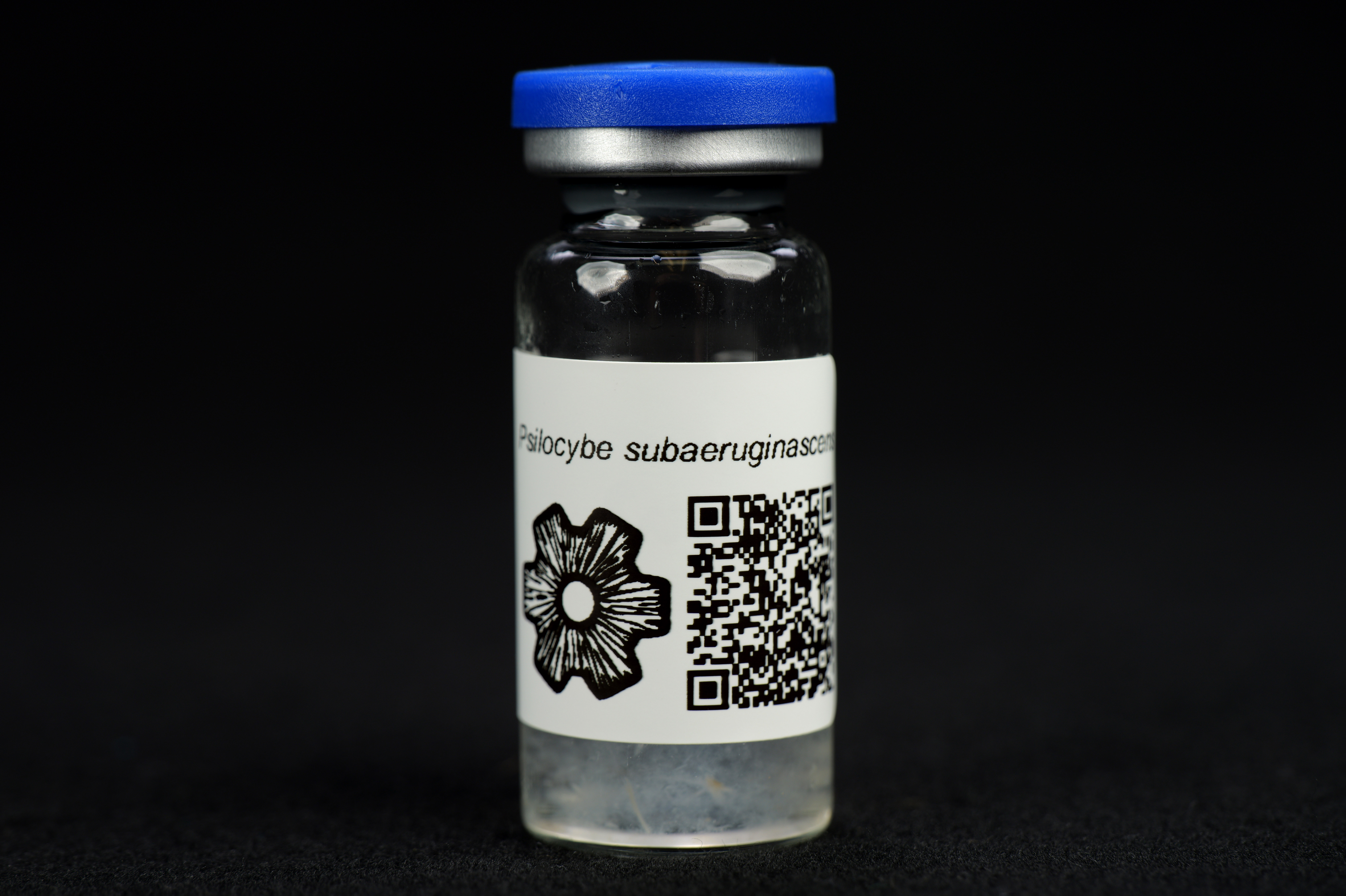 Psilocybe subaeruginascens : MycoTrue(TM) Isolate Vial